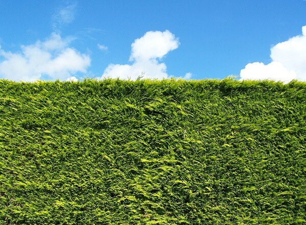 Front garden hedge